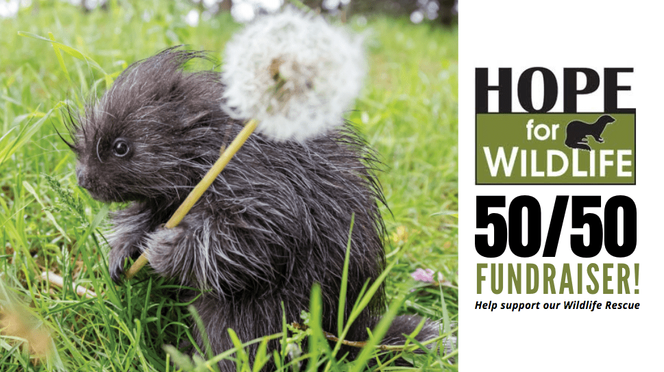 Rafflebox Hope for Wildlife 50/50 December Fundraiser!